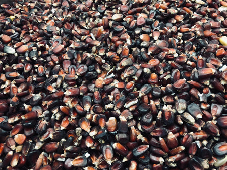 Heirloom Jimmy Red Corn.  Off the cob before we mill it.