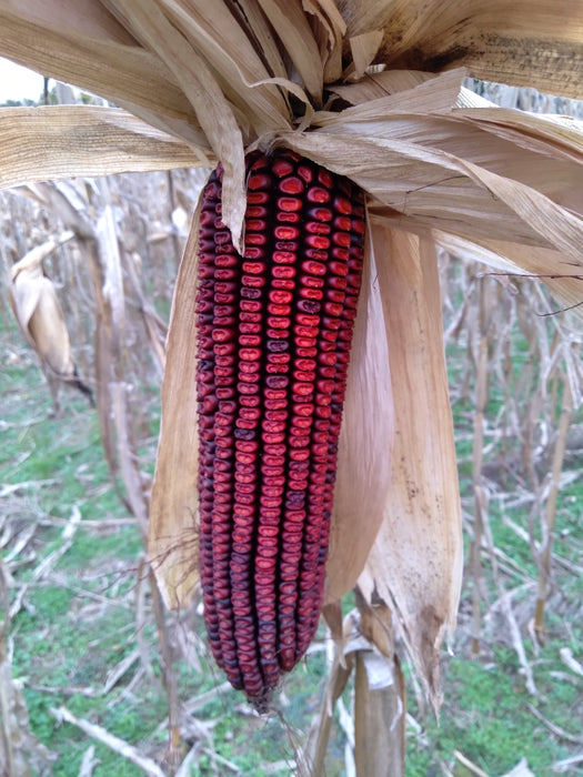 Heirloom Jimmy Red Corn - field dried.